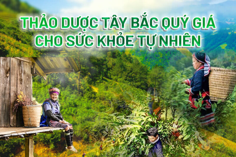 thảo dược Ami-Ami từ Tây Bắc quý giá cho sức khỏe tự nhiên