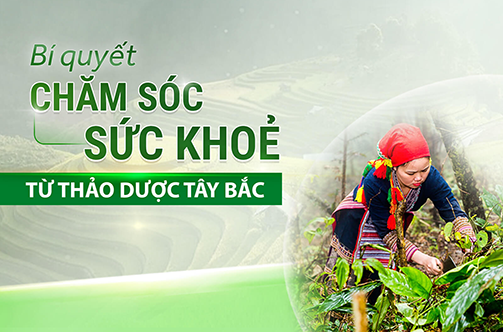 Bí quyết chăm sóc sức khỏe từ thảo dược Tây Bắc