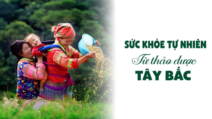 Thảo dược Ami-Ami từ Tây Bắc bí quyết cho sức khỏe từ tự nhiên